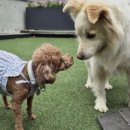 멍멍스쿨 이미지