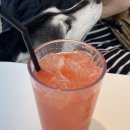 퍼밀리 | 내돈내산 파주 운정 애견카페 후기 - 퍼밀리 반려견카페