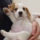 어서오개 이미지