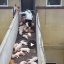 [잔인함주의] 살아있는 아기 돼지들을 상품성이 떨어진다는 이유로 잔인하게 망치로 내리치는 돼지 농장 이미지