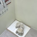 올래퍼피 네이버블로그