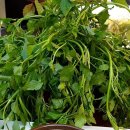 힐링마켓 이미지