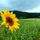 초봉한우 이미지