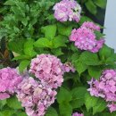 평안교회 이미지