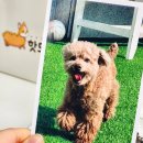 핫도그 반려견 유치원 이미지