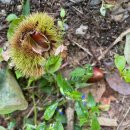 봉봉캠핑장 이미지