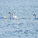 고니(천연기념물 201-1호 Tundra swan) 이미지