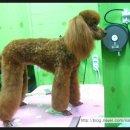 방울이네 펫살롱 이미지