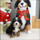 유어펫 라운지 강아지분양 이미지