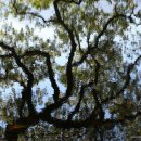 반곡저수지 이미지