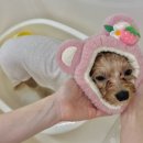 화이트그루밍 이미지