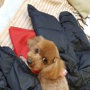 개님은 털빨 이미지