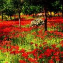 선운사꽃무릇 이미지