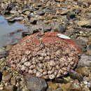 장고도6 이미지