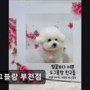 도그블랑 | {부천, 강아지, 고양이, 애견미용, 추천!) 도그블랑 부천점 부천 도그블랑, 친절한 미용 서비스