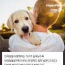 동물택시 이미지