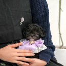 부산강아지분양 미유펫 이미지