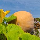 상학돌담길마을 이미지