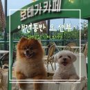 마시안 끝집 | 마시안 갯벌 근처 오션뷰 카페 '절벽끝집 보테가' 애견동반 가능 후기