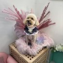 쉬리펫살롱 이미지