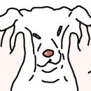 윤애견미용 이미지