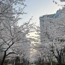 숯나라천국 네이버블로그