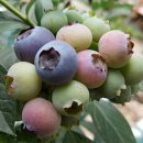 순재농장 이미지