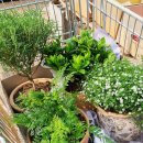 헬로우마켓 이미지