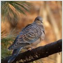 비둘기한국@ 이미지