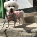 동그리멍 이미지