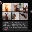 캐터리 페르마타 이미지