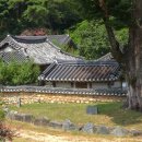 (사)푸른차문화연구원 | 아이고, 오늘 한강 정구 선생이 손수 심은 매실을 드신 겝니다 [성주 회연서원]
