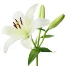 수채화 입문 이미지