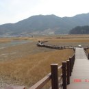 순천만숲