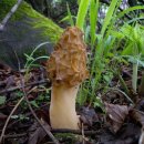 황금버섯 이미지