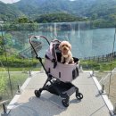 브루다 양주 이미지