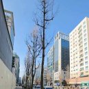 도화본365의원 이미지