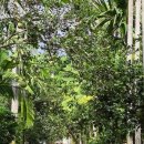 Mavka The Forest Song | 태국 방콕 3박 5일 가족 자유여행 일정표 총경비 6월 날씨 옷차림 엑셀 공유