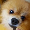 덥석육포