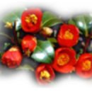 울릉푸른나무 이미지