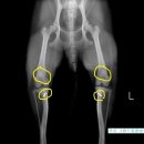 그랜드24시동물병원 이미지