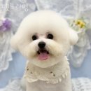 펫트리 이미지