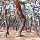 경주 삼릉 소나무 숲(2013.1.15) 이미지