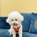 또 놀러와 이미지