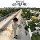 부창농장 | [충북 진천] 봄을 담은 딸기 체험농장, 놀거리가 가득해 2시간 순삭