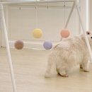 고양이 놀이터 이미지