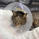 품 동물의료센터 이미지