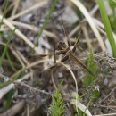 Libellula angelina 이미지