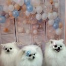 릴리줄리살롱 이미지