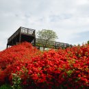 섬진강변 철쭉길 | 곡성 섬진강변 철쭉길 드라이브 증기기관차 달리는 사진 찍기 좋은 곳